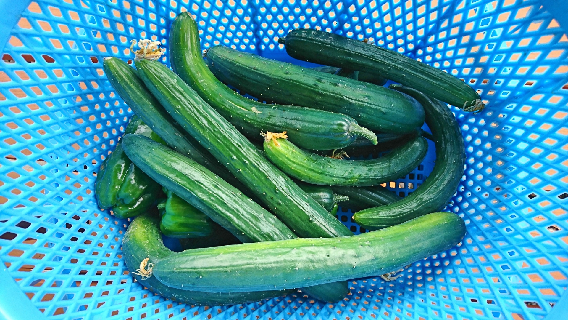 曲がったきゅうり